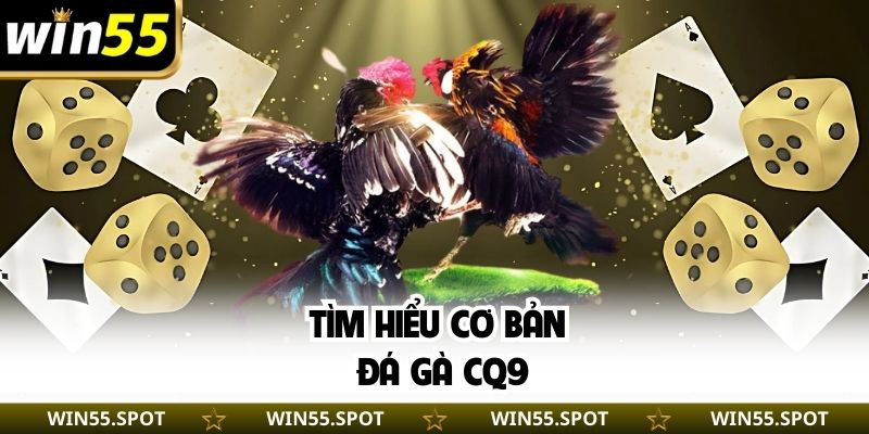 Tìm hiểu cơ bản đá gà CQ9